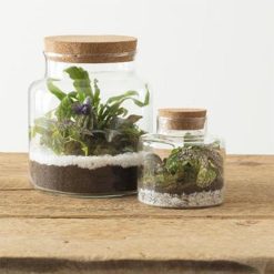 Alternative view of Les meilleures critiques de ✔️ Terrarium En Verre Bovaj 21cm Transparent ????